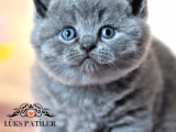 Teddy Bear Gri British Shorthair 