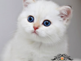 Beyaz Melek Silver British Shorthair ns1133