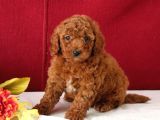 Mini boy puppy kıpkırmızı ev üretimi  TOOY POODLE 