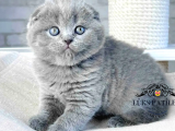 Mavi Boncuğum Gri Scottish Fold 