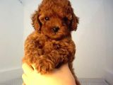 Mini boy puppy kıpkırmızı ev üretimi  TOOY POODLE 