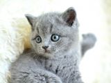 Muhteşem Yüz Hattına Sahip gri british shorthair