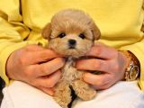 MALTIPOO BEBEKLERIM