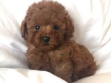 Mini boy puppy kıpkırmızı ev üretimi  TOOY POODLE 