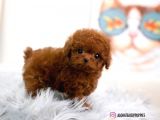 Tooy poodle cinsi yavrular DİŞİ erkek mevcuttur 