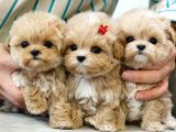 MALTIPOO BEBEKLERIM