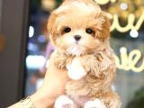 MALTIPOO BEBEKLERIM