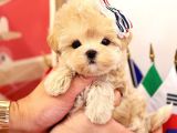 MALTIPOO BEBEKLERIM