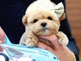 MALTIPOO BEBEKLERIM