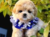 MALTIPOO BEBEKLERIM