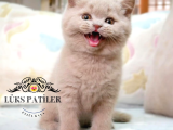 Oyuncak Lilac British Shorthair 