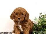 Mini boy puppy kıpkırmızı ev üretimi  TOOY POODLE 