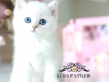 Kar Beyaz Silver British Shorthair 