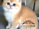 Vitrin Bebeği Golden British Shorthair 