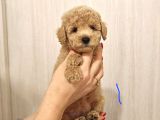 Mini boy puppy kıpkırmızı ev üretimi  TOOY POODLE 