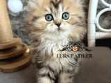 İpeksi Tüylü Blackgolden British Longhair 