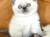 Yumoş gibi Blue Point British Shorthair 