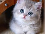 En Güzel Renkte Blue Golden British Shorthair