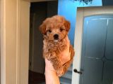 Mini boy puppy kıpkırmızı ev üretimi  TOOY POODLE 