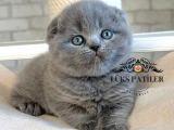 Ayıcık surat Gri Scottish Fold Shorthair 