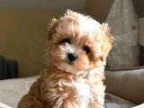 Mini boy puppy kıpkırmızı ev üretimi  TOOY POODLE 