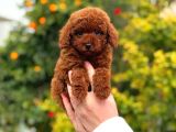 Mini boy puppy kıpkırmızı ev üretimi  TOOY POODLE 