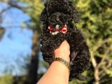 ÖZEL RENK TOY POODLE BLACK