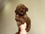 RED TOY POODLE A KWLİTE BEBEKLER