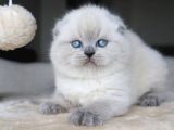 Deniz Mavisi Gözlü Blue Point Scottish Fold Shorthair