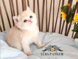 Altın Parlaklığında Golden British Shorthair 