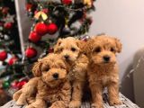 Mini boy puppy kıpkırmızı ev üretimi  TOOY POODLE 