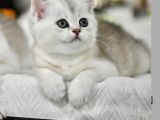 Muhteşem Tonda Silver NS24 British Shorthair