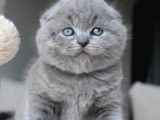 Duman Grisi Scottish Fold