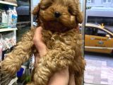 Mini boy puppy kıpkırmızı ev üretimi  TOOY POODLE 