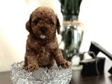 RED TOY POODLE ÜST KALİTE BEBEKLER