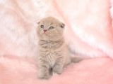 Top Kafa Lilac Scottish Fold Shorthair