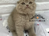 1.Kalite Orjinal Lilac Scottish Fold Shorthair 