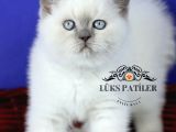 Asaletli Bluepoint British Shorthair 