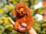 Mini boy puppy kıpkırmızı ev üretimi  TOOY POODLE 