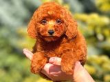 Mini boy puppy kıpkırmızı ev üretimi  TOOY POODLE 