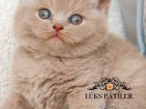 Mavişim Lilac British Shorthair 