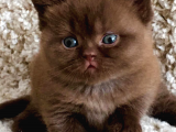 Petito Ayıcığı Chocolate British Shorthair 