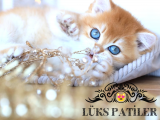 Işıltılı Golden British Shorthair NY11