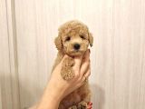 Sevimli tüy dökmeyen 0 boy mini puppy yavrular MALTİPO SAF KAN 