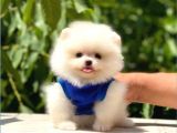 RESMİ İŞLETMEDEN POMERRİAN BOO AYI SURATLI 