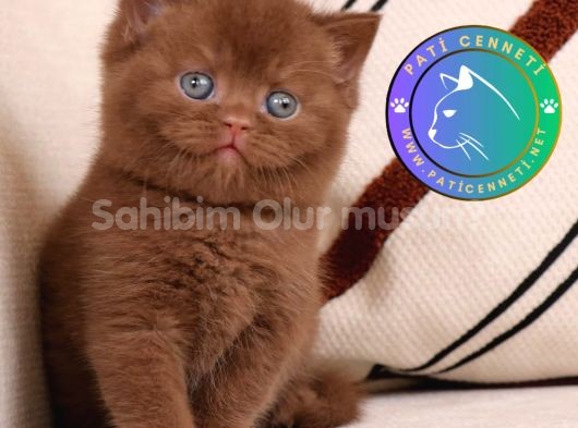 Minik Mocha Chocolate British Shorthair 