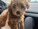 Kahverengi Maltipoo Yavrumuz Yeni Yuvasını Arıyor