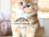 Altın Saçlı Golden British Longhair 