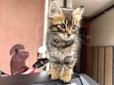 Yavru kedi acil yuva arıyor 