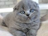 Gri Minnoş Yavrumuz Scottish Fold Shorthair